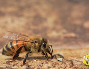 На берегах пруда, пчела собирает драгоценную жидкость - воду.