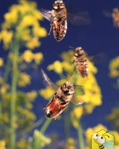 Пчелы-сборщицы летят в свой улей над полем рапса. Мышцы пчелы позволяют ей махать крыльями от 400 до 500 раз в секунду, развивая скорость до 25-30 км/час, неся при этом нектар, прополис либо обножки. Пчела совершает 10-15 вылетов в день. Сборщицы нектара до 150. в течении жизни пчела 5 дней находится в пути, пролетая более 800км.