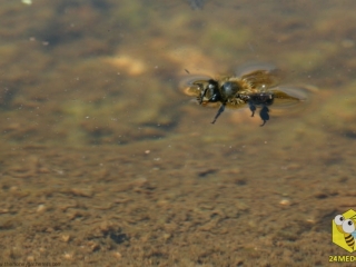 Пчела делает фатальную ошибку, когда садится на поверхность воды.