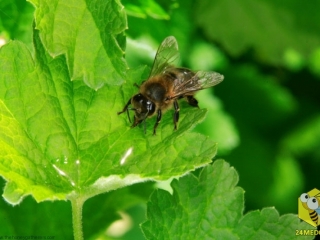 Пчела пьет воду из капли на листке. Некоторые пчелы заняты сбором пыльцы, другие пчелы специализируются на сбор воды, но это отнюдь не так просто. Это опасное занятие для пчел, часто можно увидеть мертвых пчел, которые упали в воду и утонули.