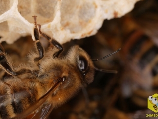 Строительство пчелиного гнезда. Пчелы используют 8-9 килограммов меда и пыльцы, чтобы произвести один килограмм воска. Воск вырабатывается восемью брюшными железами. Железы выпускают крошечные пятнышки, размером - 0,2 мм. Рамка из 80000 ячеек требуется 80000 часов работы и состоит из 991 000 пятнышек воска.