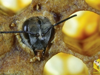 Используя свои мощные челюсти, это пчела только что прогрызла восковую крышечку, которая защищает будущую пчелу в процессе её превращения из личинки в нимфу.