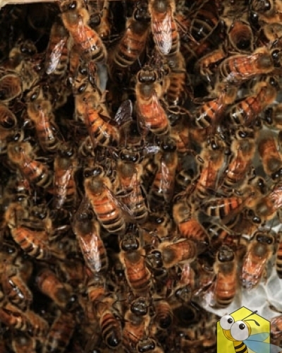Строительство сотов. Пчелы цепляются друг за друга своими ножками, чтобы образовывать длинные цепочки. Они образуют гроздь вокруг будущего сота, так пчелам легче строить свежие соты. Капли воска выделяются железами, на брюшке пчелы. Затем каждая пчела в своем рту замешивает воск со своей слюной и тщательно растирает его. Полученную строительную смесь пчела соединяет с сотом.