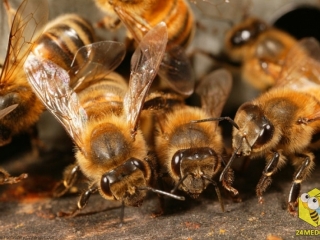 Усики играют важную роль, в общении между пчелами. На усиках находятся органы обоняния, они позволяют пчелам различать пчел, которые живут с ними в одном улье. У каждой пчелиной семьи свой запах. Усиками пчелы так же различают вкусы, улавливают звуки, чувствуют вибрацию, определяют температуру.