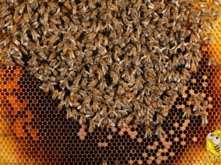 Личинки будущих пчел развиваются в ячейках, где маткой были заложены яйца. Расплод находится в центре улья, пчелы заботяться о сохранении постоянной температуры, сокращая свои грудные мышцы, которые повыщают температуру тела, а следовательно и гнезда. Посредине гнезда стоят рамки с пчелиной пергой (пыльцой). Колонии требуется от 30 до 40 кг пыльцы, что бы варастить молодых пчел. На каждой пасеке есть запасы отстроенных сотов, которые сильно облегчают жизнь пчел.