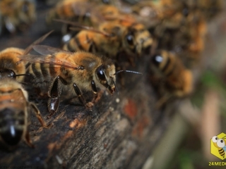 Пчелы-сторожи, готовы защищать вход в своё святилище от врагов, или, чаще, от пчел из других ульев. Пчела-сторож охраняет улей от 7 до 22 дней. Иногда пчела так и не меняет своих обязанностей до смерти.
