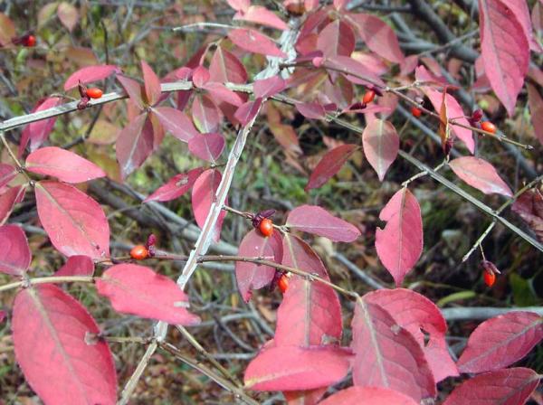 Как осенью меняют цвет листья бересклета