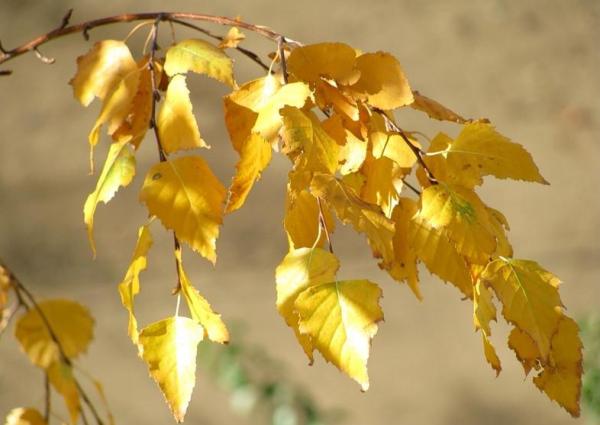 Как осенью меняют цвет листья березы