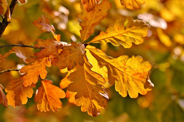 Как осенью меняют цвет листья дуба
