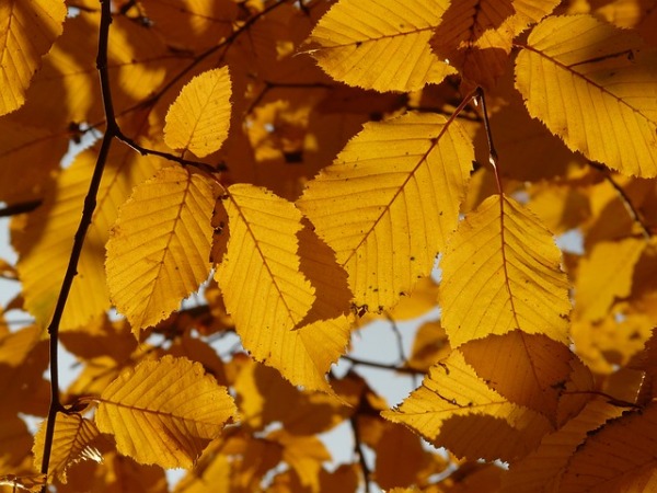 Как осенью меняют цвет листья ольхи