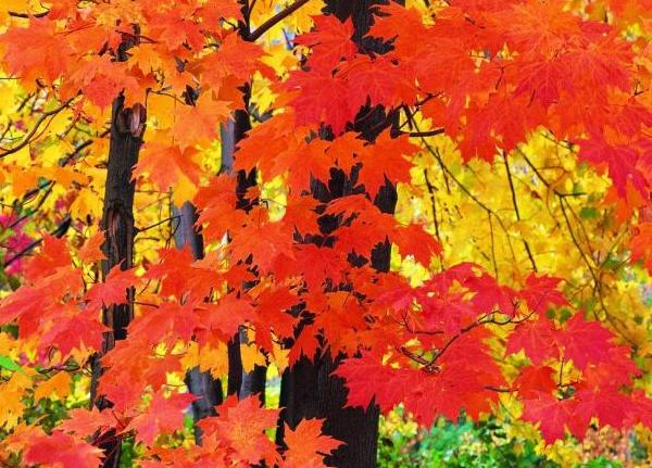 Как меняют цвет листья клена