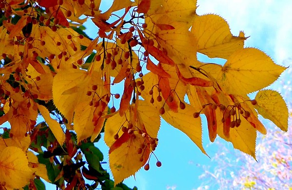 Как осенью меняют цвет листья липы