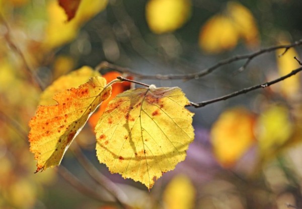 Как осенью меняют цвет листья орешника (лещины)
