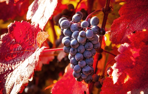 Как осенью меняют цвет листья винограда