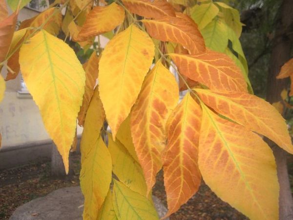 Как осенью меняют цвет листья ясеня