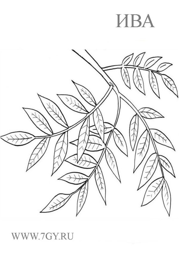 Ивовый лист раскраска