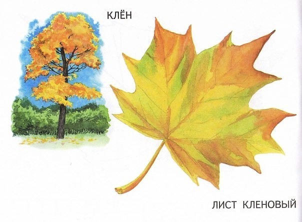 Названия деревьев и их листья. Раскраски