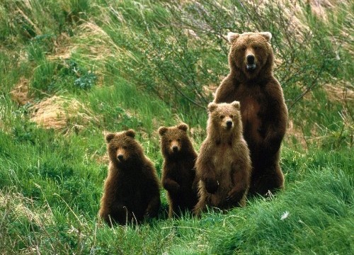 Доклад о буром медведе для детей