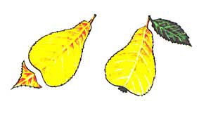 Груша осіннього листочка