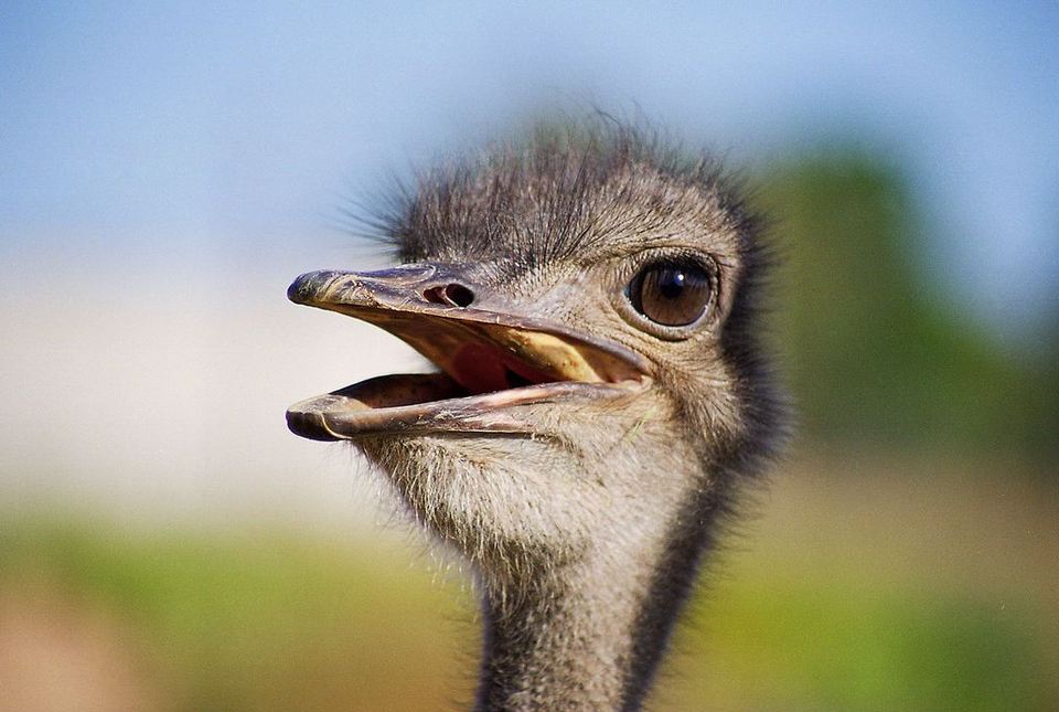 У страусов мозг меньше глаза.