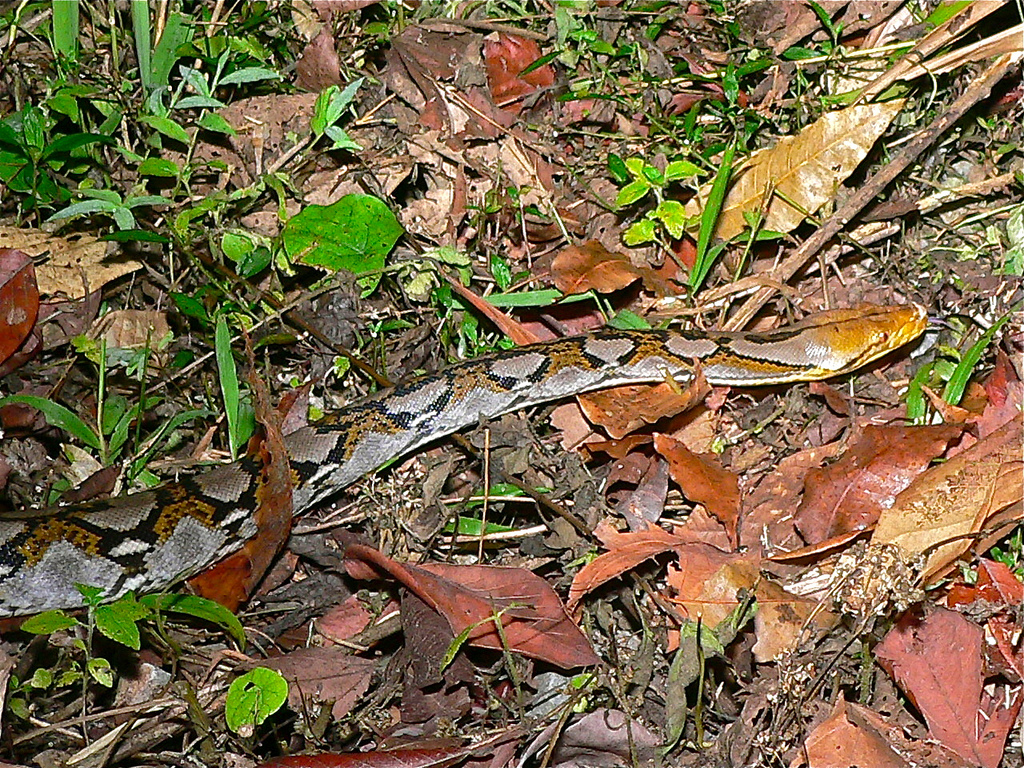 Сетчатый питон (лат. Broghammerus reticulatus)