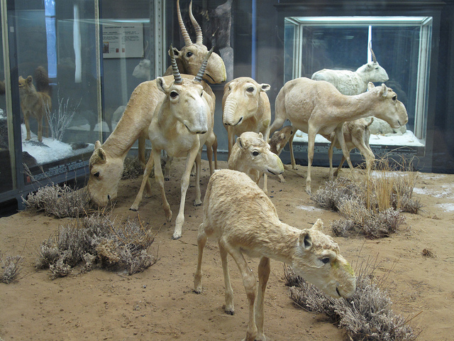 Зоологический музей Санкт-Петербурга
