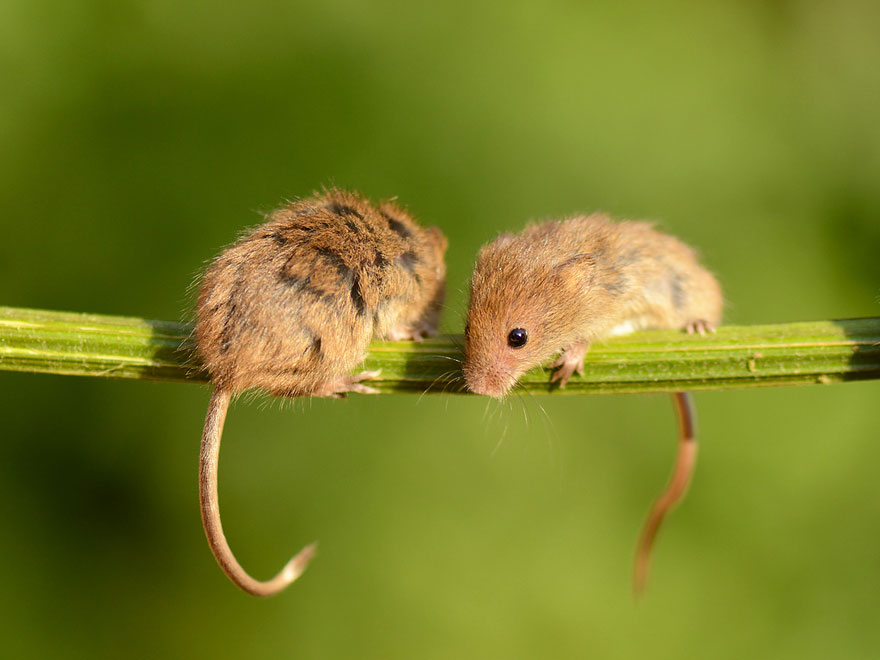 Крошечное очарование - 28 фотографий мышей в природе