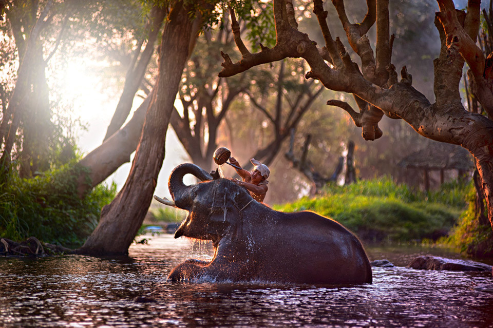bathing-an-elephant