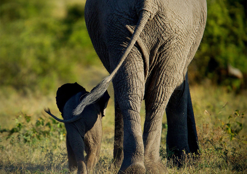 elephant-mom-and-calf