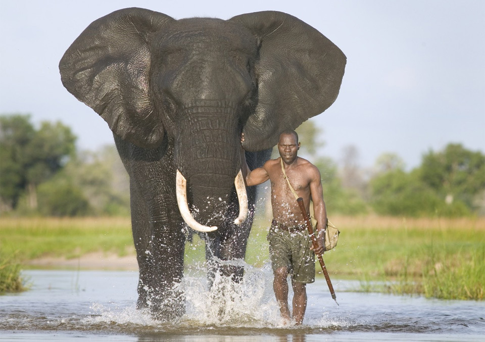 mahout-with-african-elephant