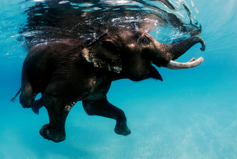 swimming-elephant-andaman-islands