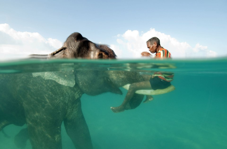swimming-with-the-elephant