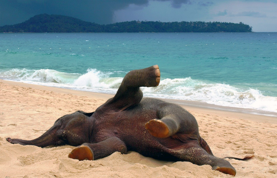 young-elephant-playing-at-the-beach