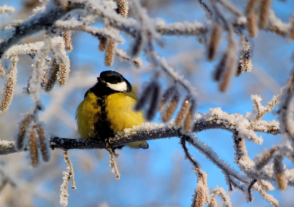 Потрясающие фотографии зимней природы от Miralanim за 04 декабря 2014 зима, природа