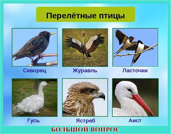 доклад перелетные и зимующие птицы