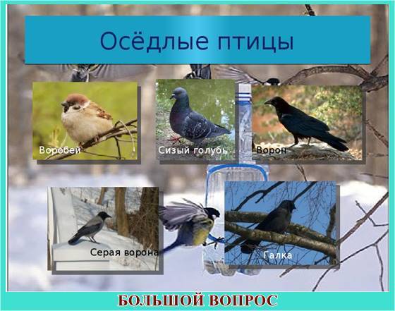 доклад перелетные и зимующие птицы