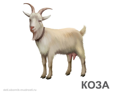 коза - домашние животные