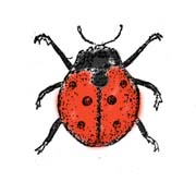 Раскраска "Полезные насекомые" с названиями
