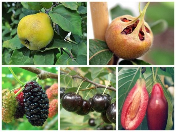 Разные виды деревьев для полноценного питания круглый год