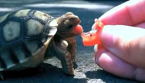 что едят сухопутные черепахи