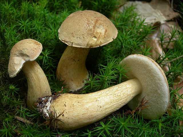 опасные двойники грибов