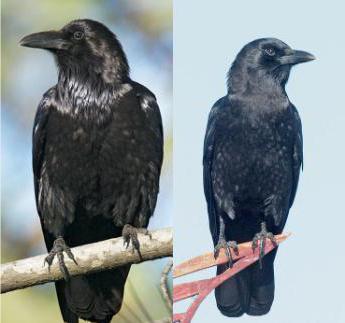 ворон и ворона в чем разница фото