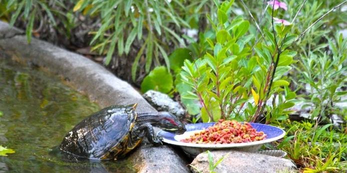 что едят морские черепахи