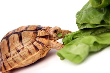 что ест черепаха в домашних условиях