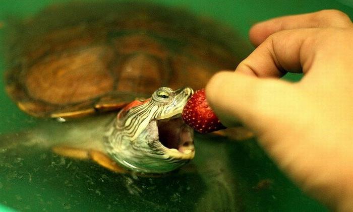что едят черепахи