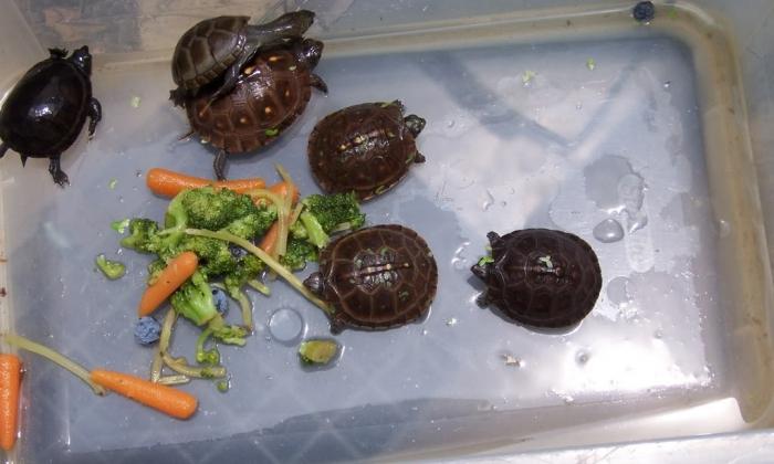 что едят домашние черепахи