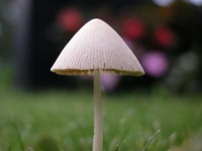 сколько растет белый гриб