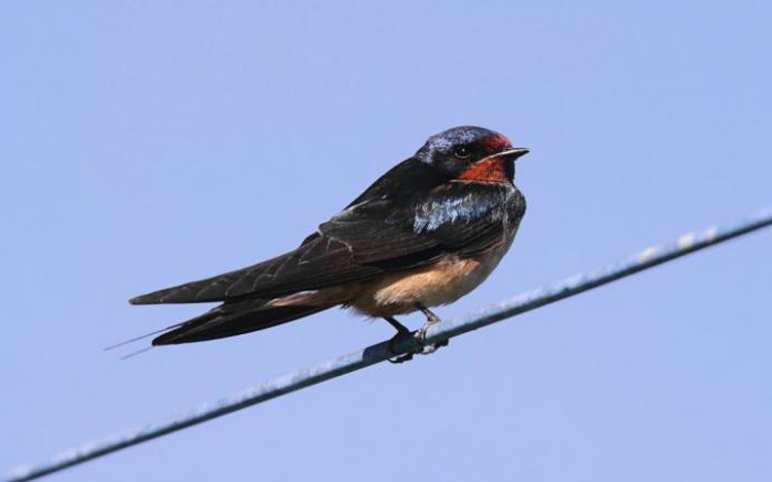 почему птиц не бьет током когда они сидят на проводах