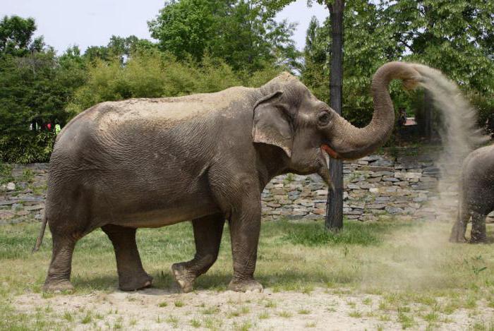 азиатский индийский слон