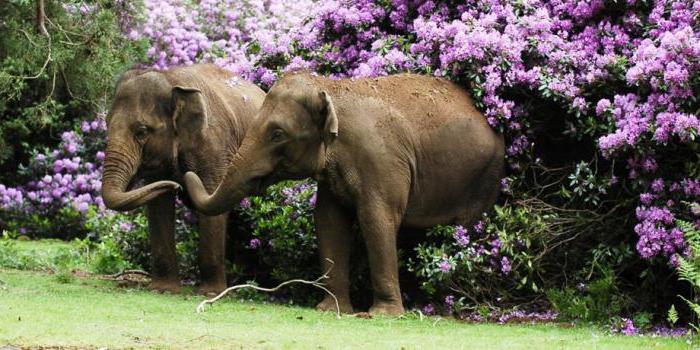 азиатский слон второе по величине наземное животное
